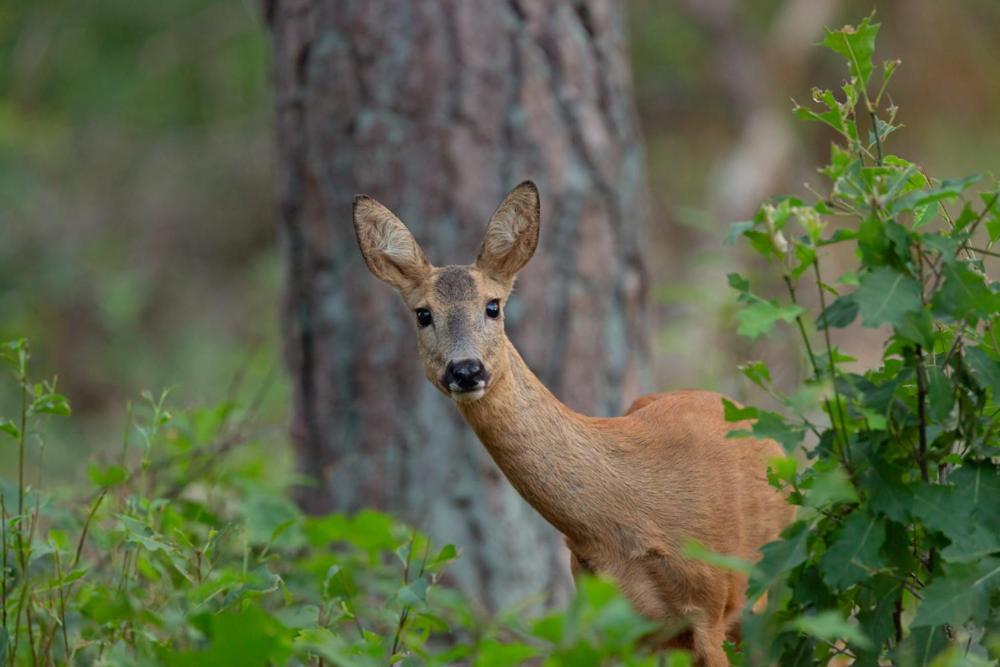פוטן Genieten Op De Veluwe Van Rust En Natuur מראה חיצוני תמונה